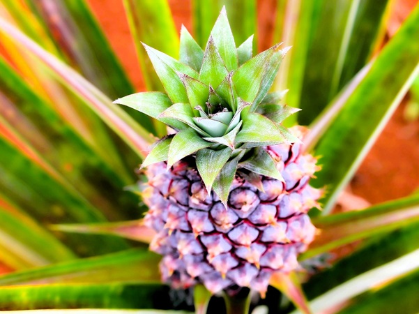 Een foto van een ananas in een botanische tuin