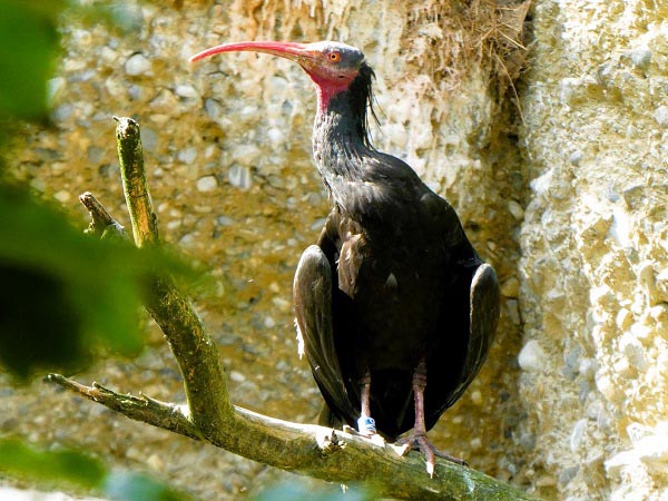 Foto van de Noordelijke kale ibis