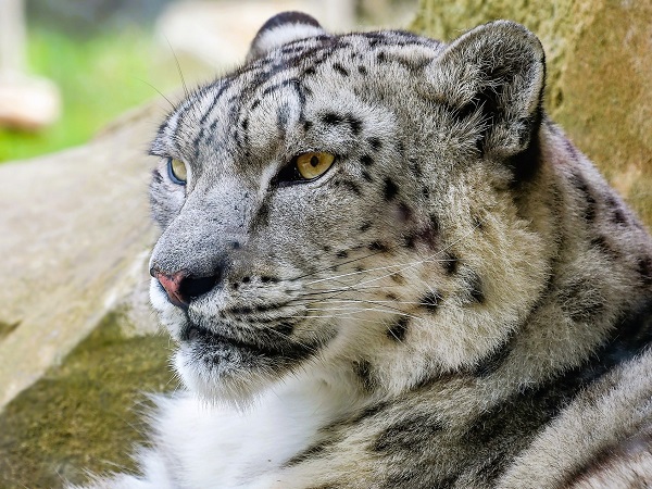 Een foto van een sneeuwluipaard